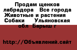 Продам щенков лабрадора - Все города Животные и растения » Собаки   . Ульяновская обл.,Барыш г.